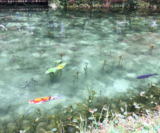 モネの池
