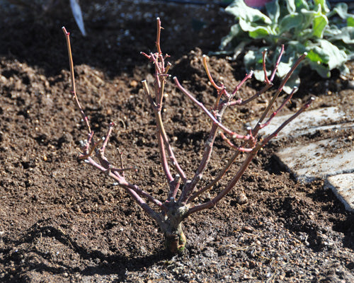 バラの植付け