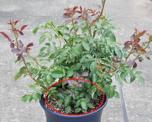 鉢植えのバラ