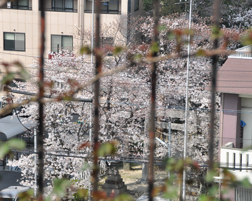2018年の桜