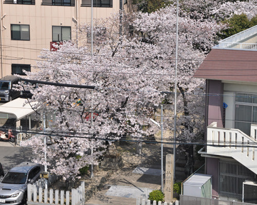 満開の桜2018