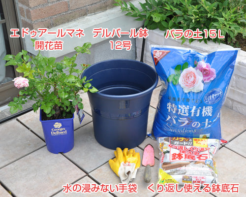 開花苗の植替え