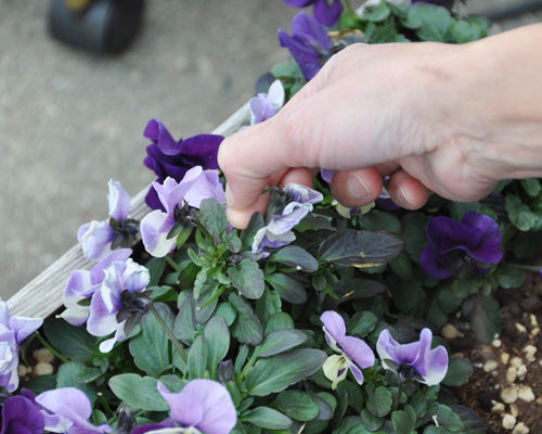 ビオラの花がら摘み