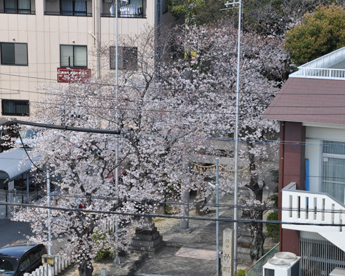 2019桜