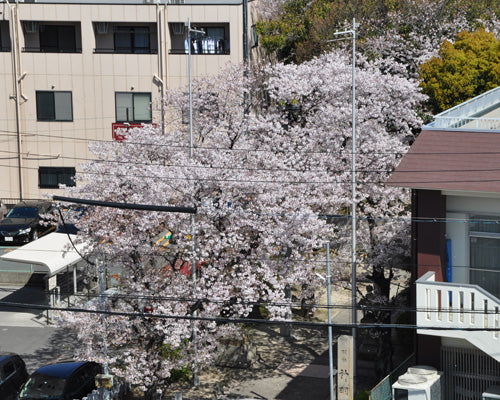 満開の桜