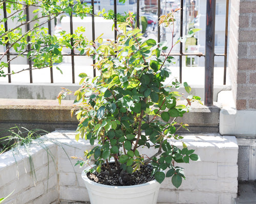 鉢植えガブリエル