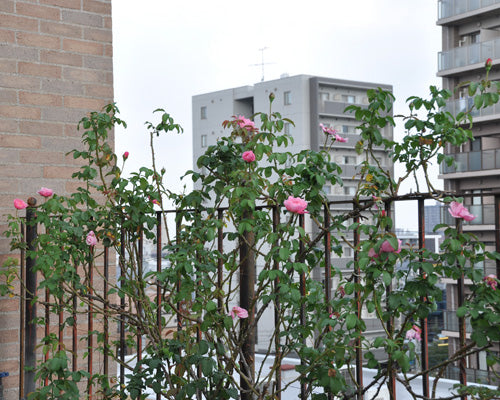 シャンテロゼミサト秋の花、イマイチの件