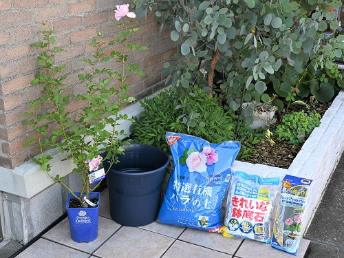 秋の「開花苗」を、早めに植えつけました