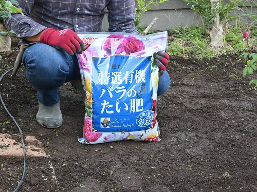 秋の「開花苗」、庭植えをしました