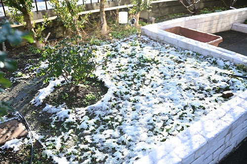 雪景色