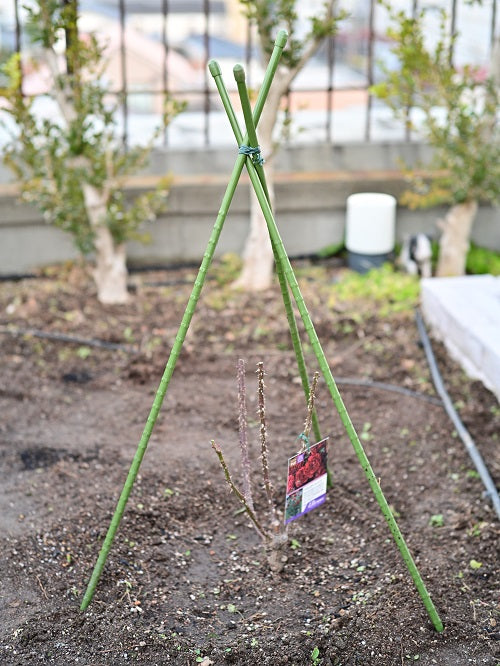 寒冷地での大苗の植え付けのタイミングは?