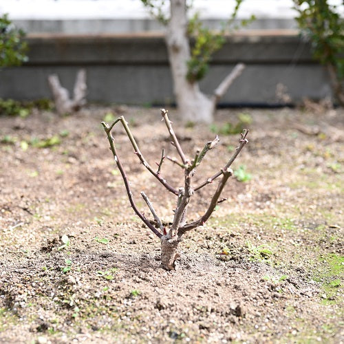 昨年の秋開花苗を剪定しました