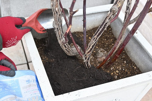 鉢植えのバラの土替え、今からでは手遅れ?