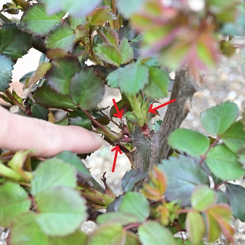 ガーデンのバラの芽かきをしました