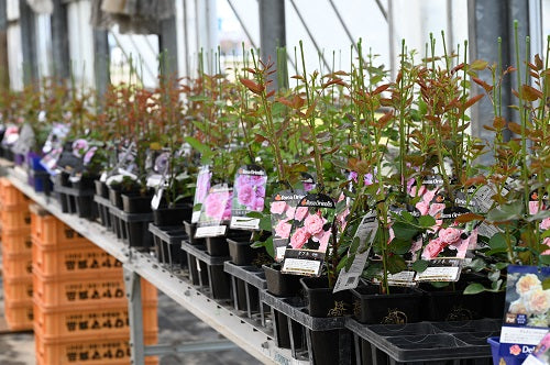 新苗、開花苗の一斉出荷が始まりました!
