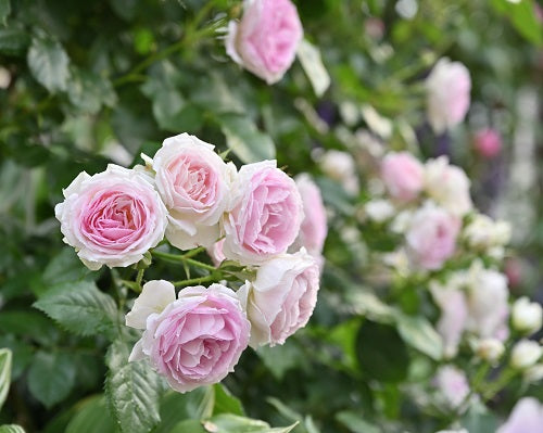 ガーデンのバラの開花がピークです!