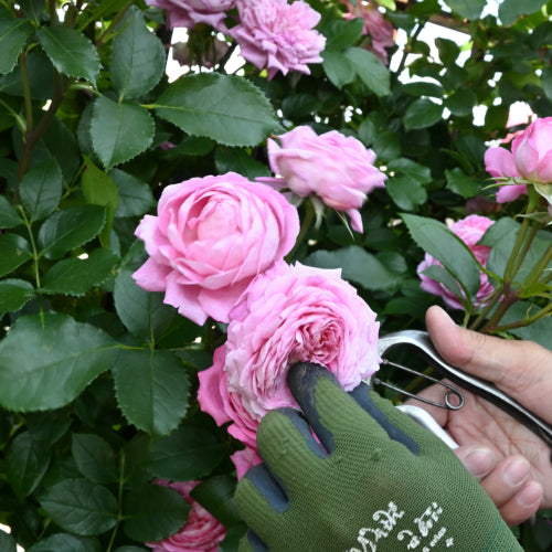 花後の管理 あれこれ