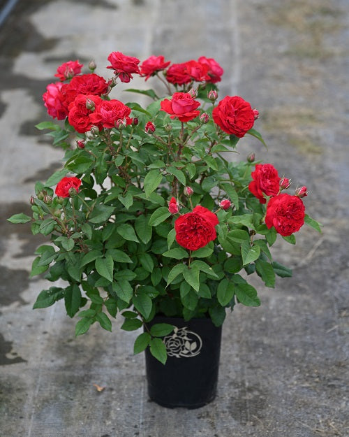 2番花の開花苗