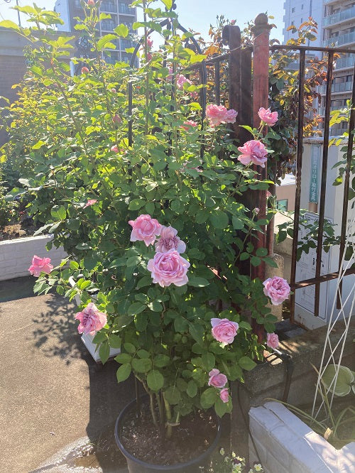 梅雨明け(?)のバラ管理