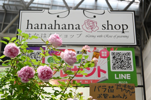 明日は「花友フェスタ」です!
