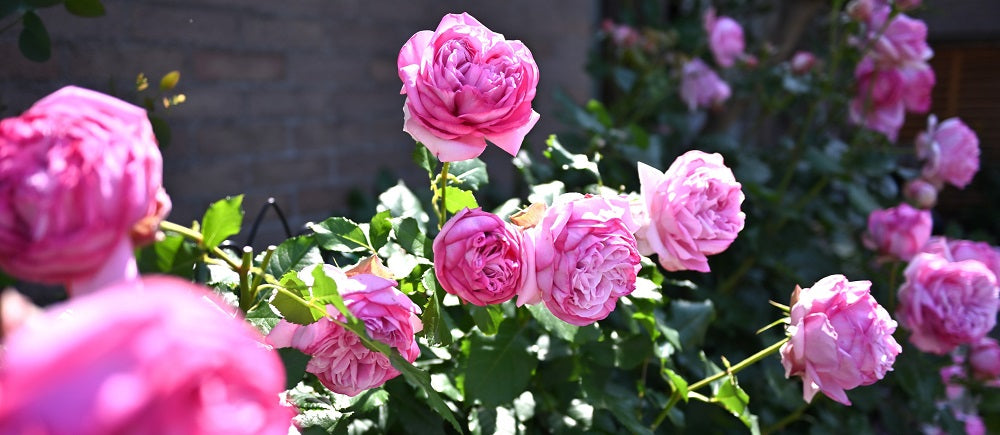 専用になりました。トルコ、薔薇4点 専用になりました。トルコ、薔薇4点