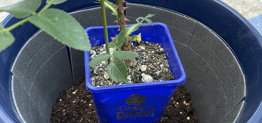 「新苗」の植え付けをしました