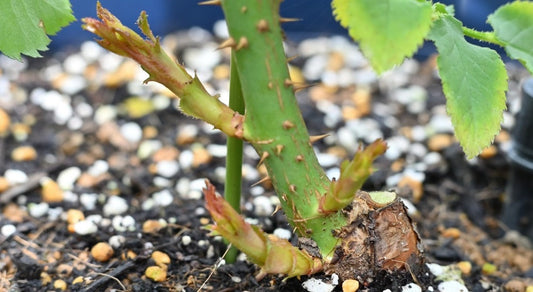 6月に植え付けたばかりの「新苗」の生育