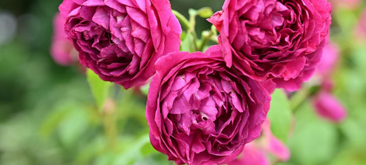 2番花が咲いてます