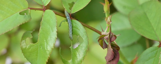 秋の害虫被害と対処方法