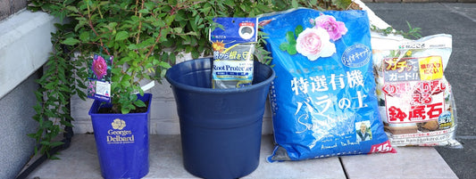秋開花苗の植替えをしました