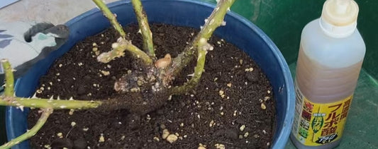 鉢植えのラ・ドルチェ・ヴィータの土替え