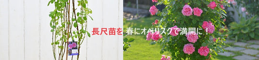 長尺苗なら最短3か月でつるバラ開花が楽しめます!