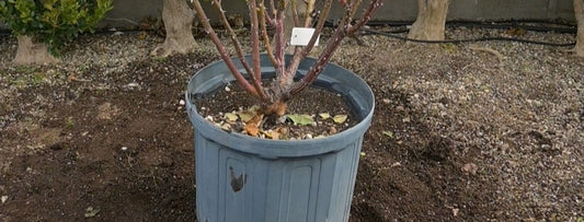 鉢植えのバラを花壇に植え替え