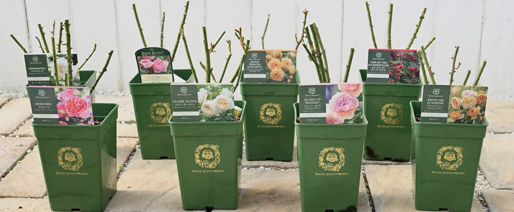 イギリス直送薔薇のレリーフの鉢やオブジェ 楽天市場】Whichford ウィッチフォード 植木鉢 チューダーローズ