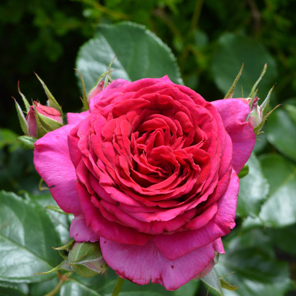 展示会用の見本苗(レジス・マルコン)