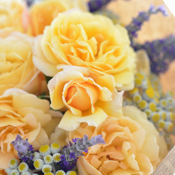 ソレイユ・ヴァルティカル(長尺苗)