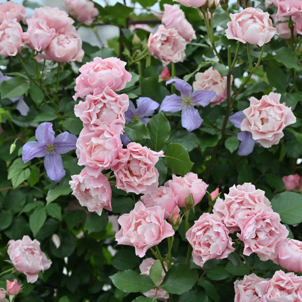 ダフネ(長尺苗)