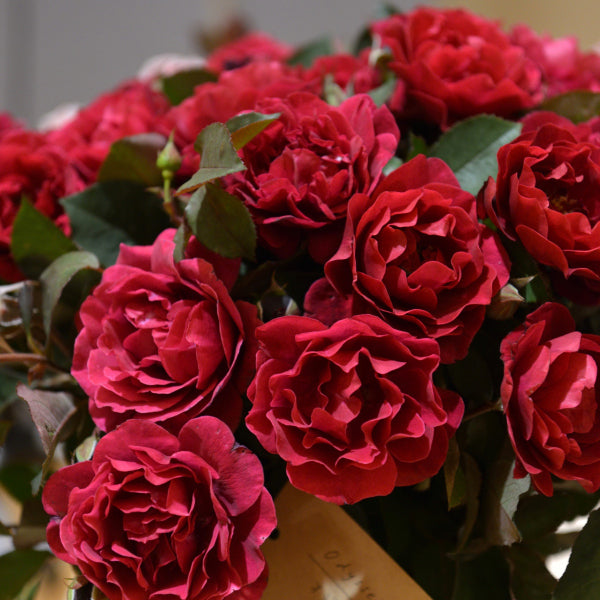 オデュッセイア(長尺苗)