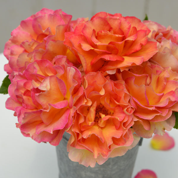 展示会用の見本苗(ラ・パリジェンヌ)