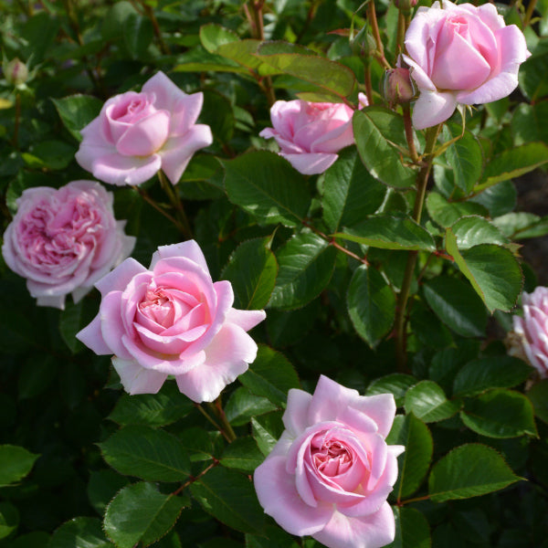 メアリーレノックス