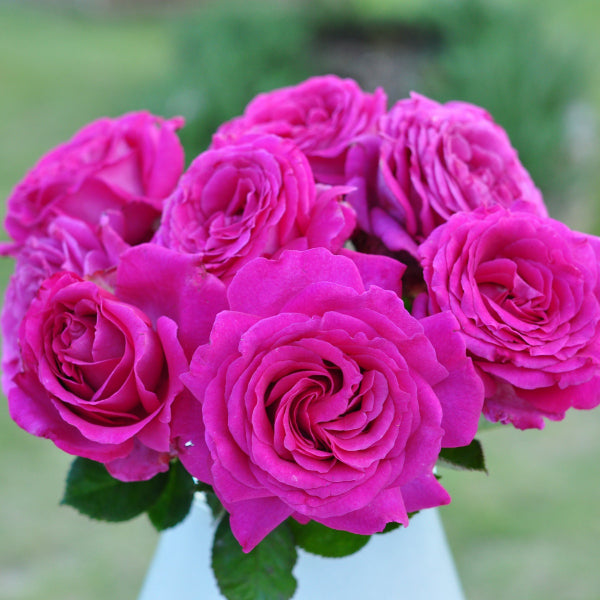 シャルトルーズ・ドゥ・パルム