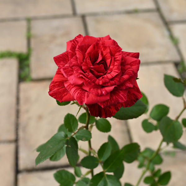 レッドインテューション