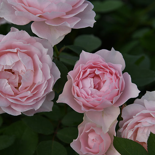 ローブ デ コルテ