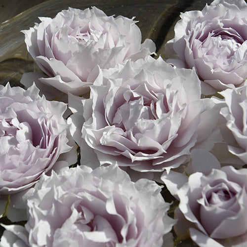 ザ セレスティアル