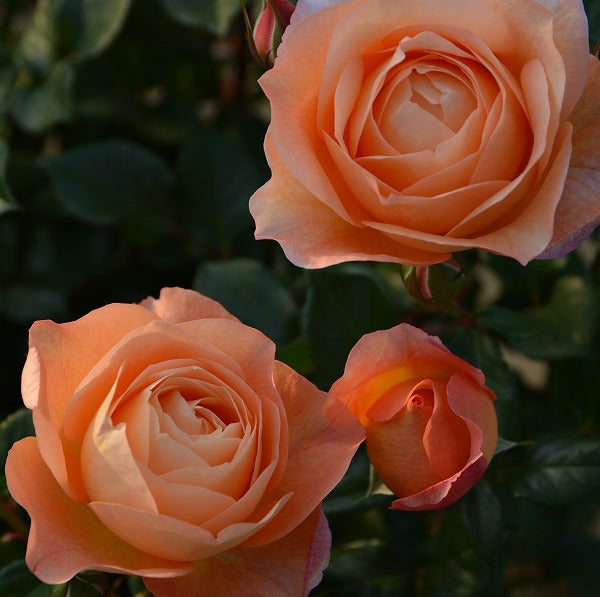 展示会用の見本苗(ロビン)