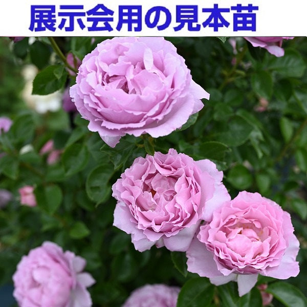 展示会用の見本苗(アレキサンドラ・ダビッド・ニール)