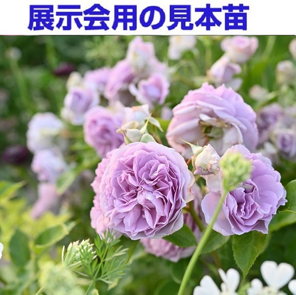 展示会用の見本苗(レヴリ)