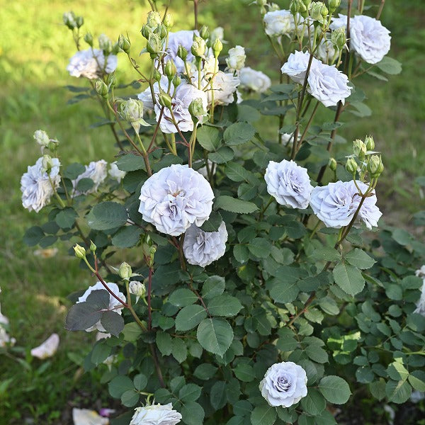 展示会用の見本苗(ブルーグラビティー)