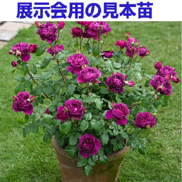 展示会用の見本苗(ル・タン・デ・スリーズ)