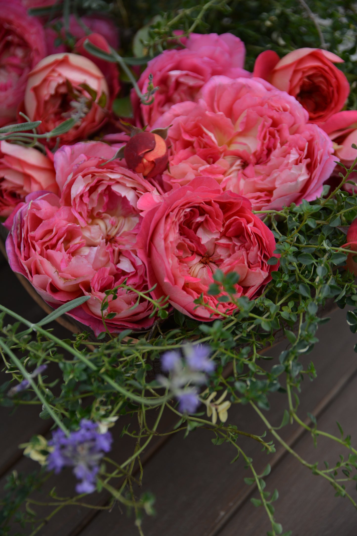 アルゴノーツ(長尺苗)